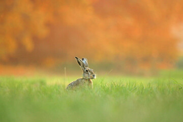Feldhase bei Sonnenuntergang 
