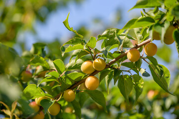 Small Japanese apricot fruit, Young fruits of Ume, on the branch