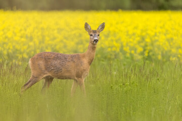 Naklejka na ściany i meble Roe deer female, (capreolus capreolus) standing on pasture in summertime. In the background is a field of oilseed rape.