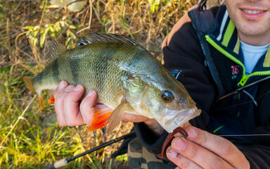 Perch caught by an angler in the fall Ryba okoń złowiona przez wędkarza jesienią © SebbPL