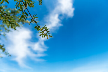Single branch of a tree with beautiful distant clouds with deep blue sky in the background of a peaceful sunny day. View of the sky