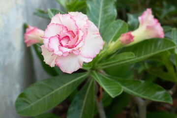 Bright spring leaves on the tree
