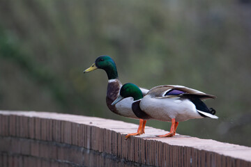 two Mallard duck (Anas platyrhynchos) standing on top of a brick wall with a green background