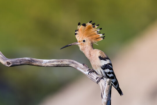 Eurasian Hoopoe or Common hoopoe (Upupa epops)