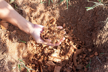 Hand of agriculturist holding soil mixing coconut dust to prepare for cultivation.