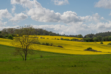 Landschaft im Sommer