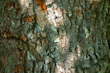 Embossed texture of the bark of oak with green moss. Panoramic photo of the oak texture.