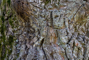 Embossed texture of the bark of oak with green moss. Panoramic photo of the oak texture.