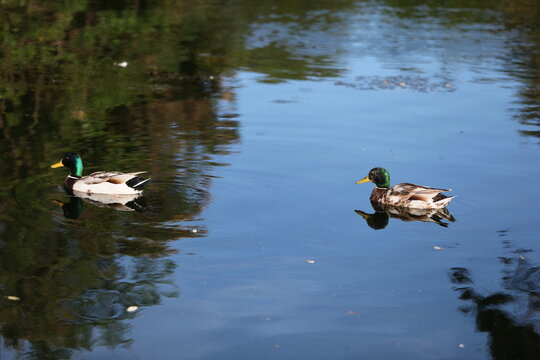 Ducks in a pond of St. Anne's park, Dublin, Ireland