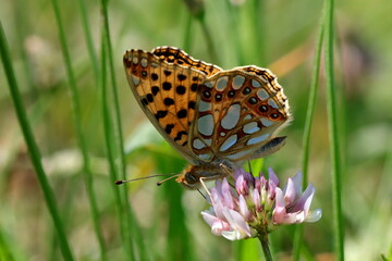 Fototapeta premium papillon petit nacré Issoria lathonia sur fleur de trèfle