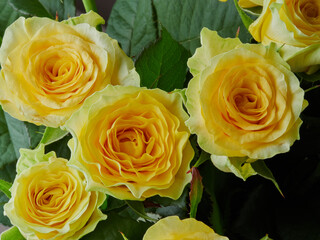 Yellow roses meaning Bright, cheerful and joyful create warm feelings and provide happiness. They bring you and the friendship you share the purist of colors, represent innocence, purity and charm.