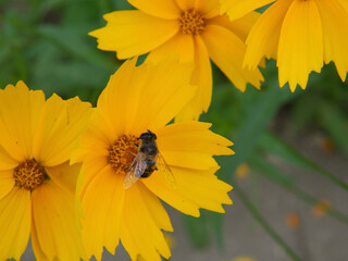 Beautiful summer greeting card. Close-up of a bee on a yellow flower on a blurry floral background