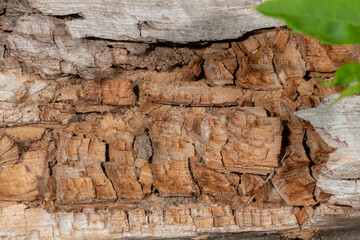 Old and decayed interface of a felled tree with green leaves