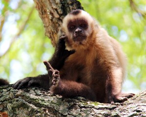 View of a monkey sitting on a tree trunk, scratching his face and looking at the photograph.