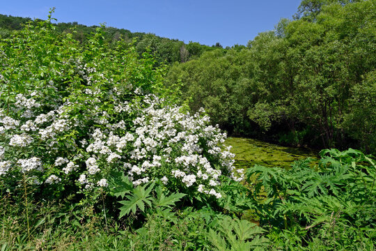 bl&uuml;hende Acker-Rose, Feldrose, Hagedorn (Rosa agrestis) // flowering fieldbriar