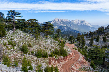 Mountain range in the Taurus mountains. Lebanese cedars on the mountain slopes at sunset. Panoramas of the Lycian trail in Turkey.