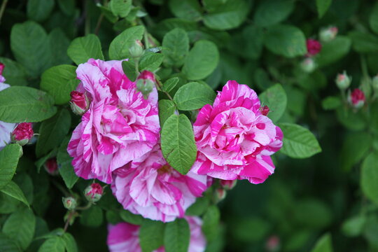 Blooming roses in the garden of St. Anne's park, Dublin 