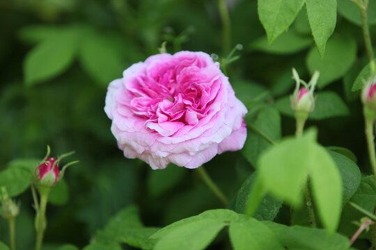 Blooming roses in the garden of St. Anne's park, Dublin 