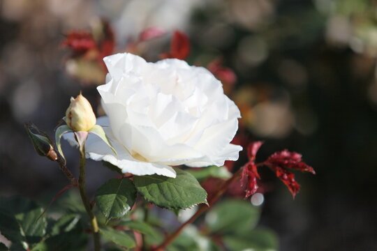 Blooming roses in the garden of St. Anne's park, Dublin 
