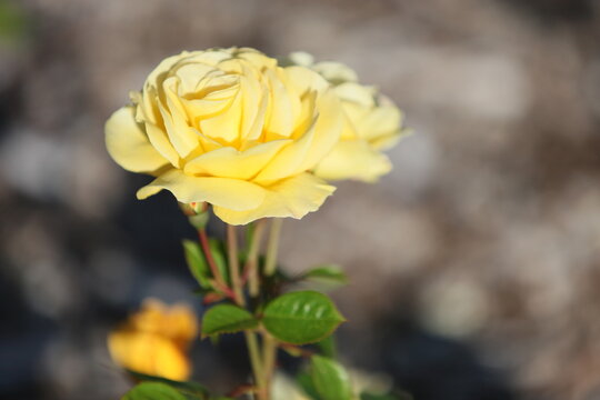 Blooming roses in the garden of St. Anne's park, Dublin 