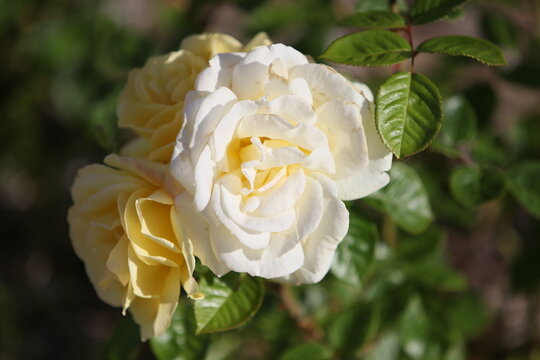 Blooming roses in the garden of St. Anne's park, Dublin 