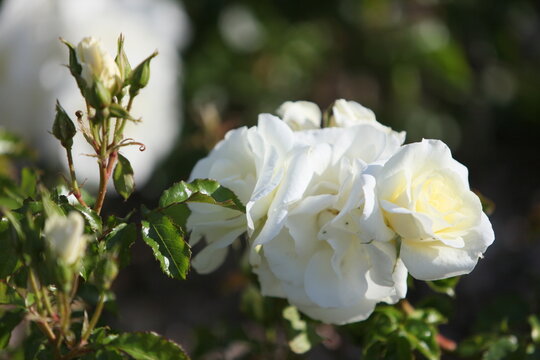 Blooming roses in the garden of St. Anne's park, Dublin 