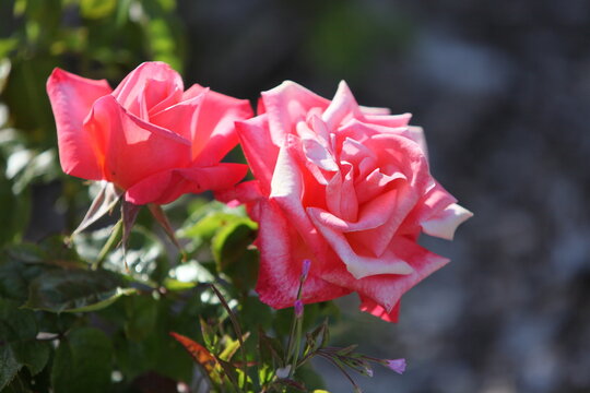 Blooming roses in the garden of St. Anne's park, Dublin 