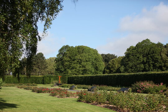 Blooming roses in the garden of St. Anne's park, Dublin 