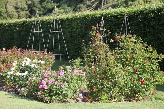 Blooming roses in the garden of St. Anne's park, Dublin 