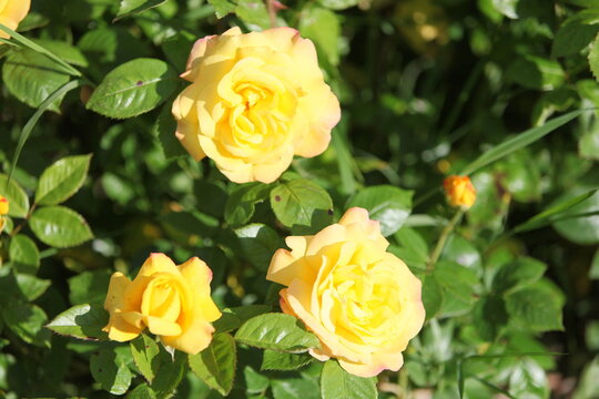 Blooming roses in the garden of St. Anne's park, Dublin 