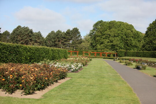 Blooming roses in the garden of St. Anne's park, Dublin 