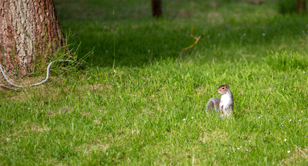 Obraz premium Squirrel on grass near a tree, standing up on guard