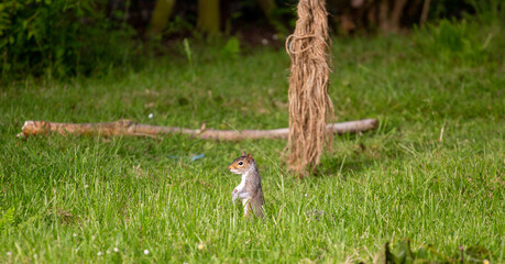 Squirrel standing up in garden