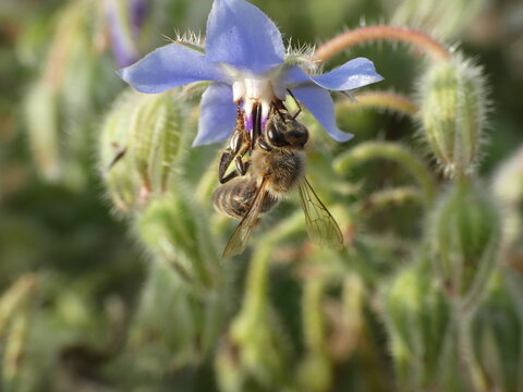 Abeja pecoreando borraja.