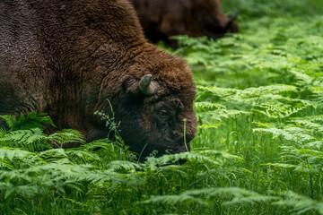 european bison in Prioksko-Terrasny Nature Biosphere Reserve
