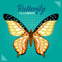 Beautiful butterfly isolated on color background, Vector illustration