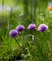 Chives flowers in green garden