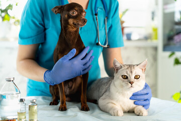 Vet examining dog and cat. Puppy and kitten at veterinarian doctor. Pet check up and vaccination....