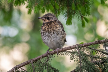A fieldfare chick, Turdus pilaris, has left the nest and is sitting on a branch. A chick of fieldfare sitting and waiting for a parent on a branch.