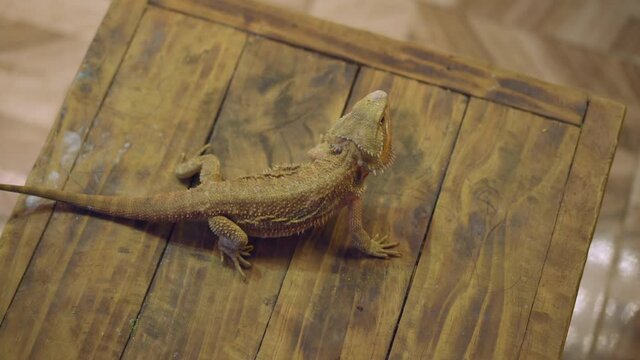 A woman and her little son visit a cafe with exotic animals. Cafe where you can contact with animals. They touch a lizard
