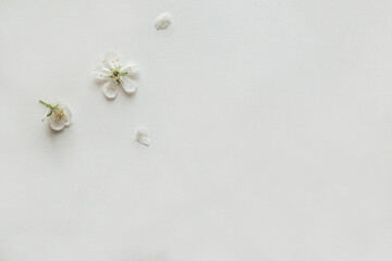 Fototapeta na wymiar Cherry blossom on the background, styled stock, vintage, white background, close up