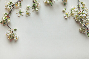 Cherry blossom on the background, styled stock, vintage, white background, close up