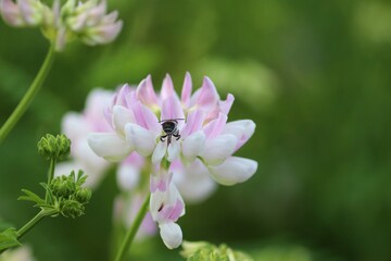 helle Beilwicke mit Biene