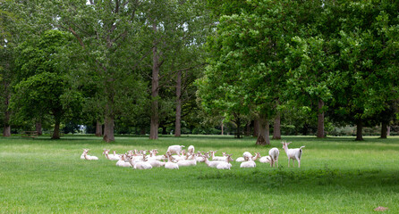 White deer in a park