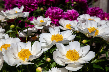 beautiful peonies and poppies