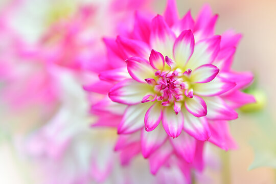 Amazing closeup maco of white and pink Dahlia Flower (Asteraceae) isolated on natural blurry background. Selective focus of Dahlia x cultorum or georginia hybrida in garden.