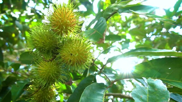 Rambutan fruit in agriculture garden , slow motion video shot., Rambutan fruit in agriculture garden , freshness fruit garden , fruit garden in sunshine day.