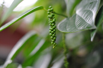pepper and green leaves background