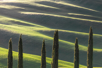 hills and cypresses in tuscany at sunset