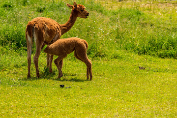 Alpaka